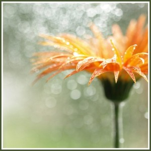 thankfulness