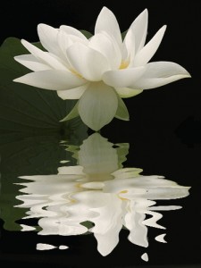 BahmanFarzad2