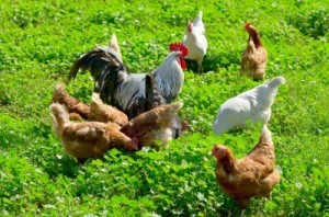 12185194-a-flock-of-chickens-walking-on-a-green-meadow