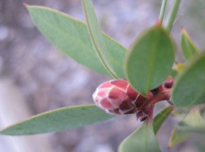 tree-bud