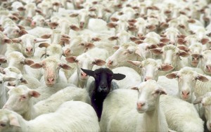 black-sheep_1719970i